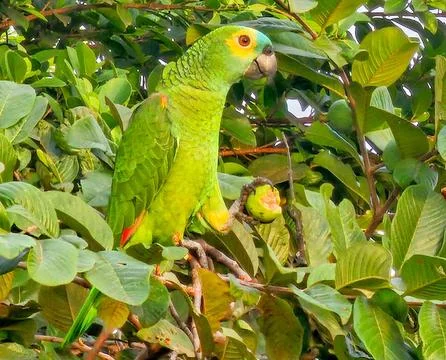 Parrot feeding on the tree Stock Photos