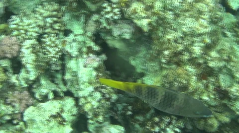 Parrot fish 04 dahab Stock Footage 42803100