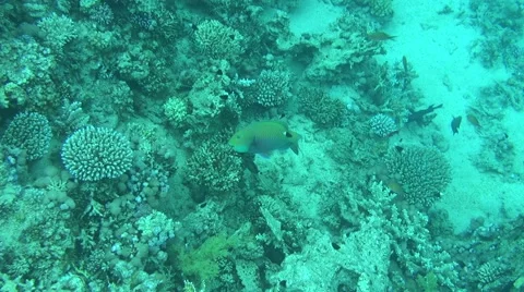 Parrot fish 05 dahab Stock Footage 42805945