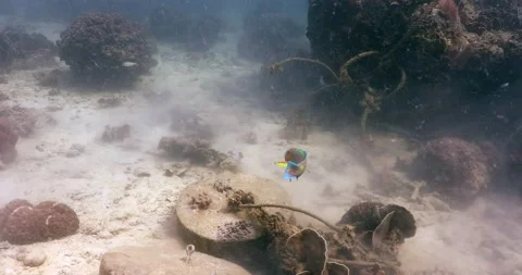 Parrot fish accepting cleaning from blue-streak wrasse in coral corner, Stock Footage 150024148