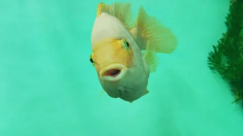 Parrot fish and cichlids live in the waters of South America. Parrot is an Stock Footage 295105076