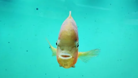 Parrot fish and cichlids live in the waters of South America. Parrot is an Stock Footage 296227797