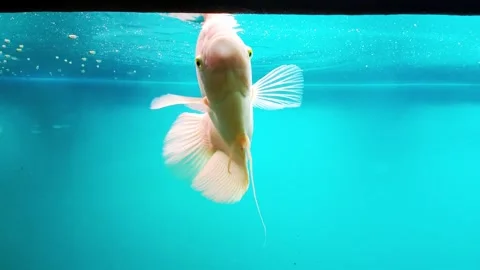 Parrot fish and cichlids live in the waters of South America. Parrot is an Stock Footage 297849889