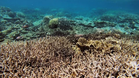 Parrot fish and reef in Philippines Video stock 128925053