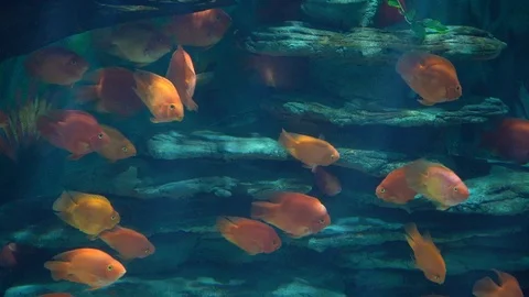 Parrot fish in aquarium Stock-Footage 103106246