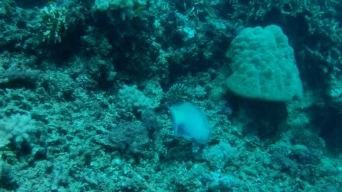 Parrot Fish biting at Reef 스톡 동영상 85430475