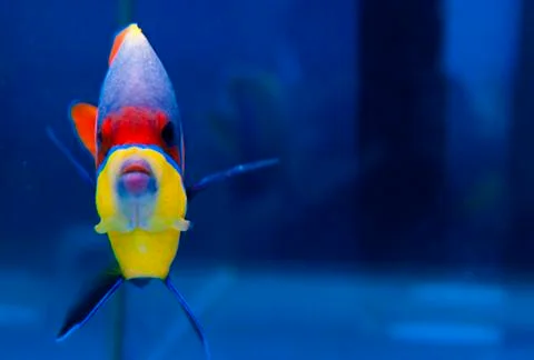 Parrot fish on blue water background Stock Photos