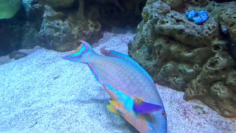 Parrot Fish Catching Small Particles Of Food Stock Footage 317443051
