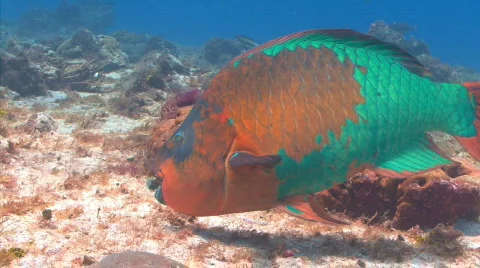 Parrot fish cedral Stock Footage 721771