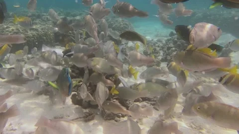 Parrot fish   clean coral in Ko Tao island Stock Footage 205217432