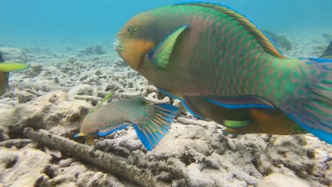 Parrot fish clean coral in Ko Tao part 1 Stock Footage 205217498