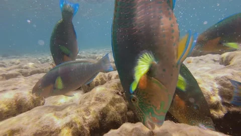 Parrot fish clean coral in Ko Tao Stock Footage 205217513