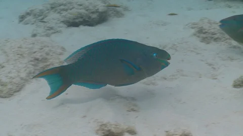Parrot fish cleaning reef Stock Footage 127917353