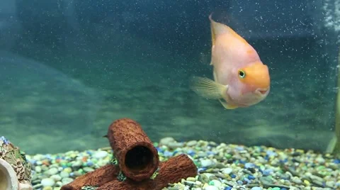 Parrot fish closeup Stock Footage 51360695