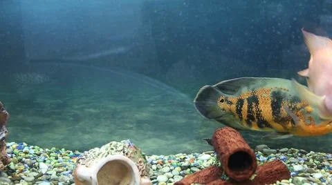 Parrot fish closeup 스톡 동영상 52996814