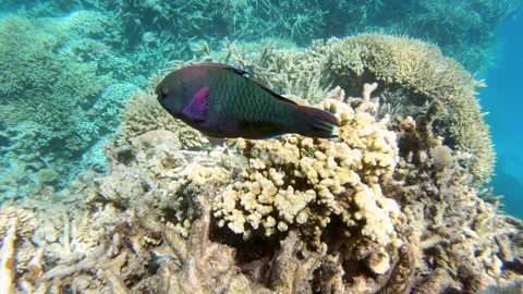 Parrot Fish in corals of Barrier Reef near Australia coast. Sea adventure Stock Footage 253287264