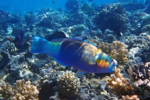 Parrot fish from the egypt 写真素材