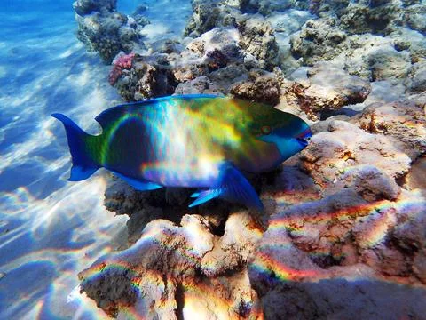 Parrot fish from the egypt 写真素材