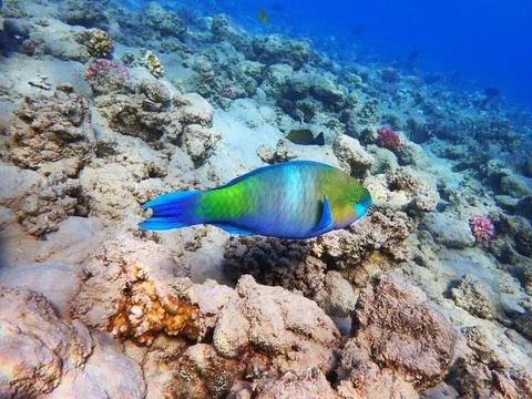 Parrot fish from the egypt 写真素材