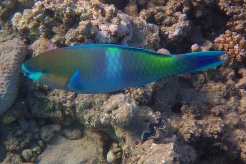 Parrot fish from the egypt 스톡 사진