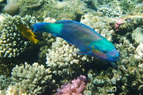 Parrot fish from the egypt Foto stock