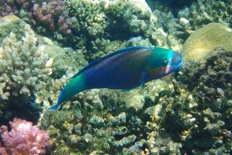 Parrot fish from the egypt Foto stock