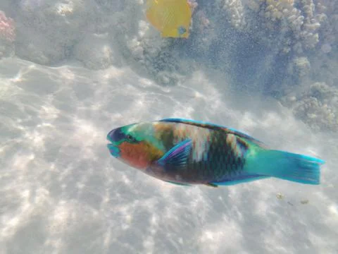 Parrot fish from the egypt Stock-Fotos