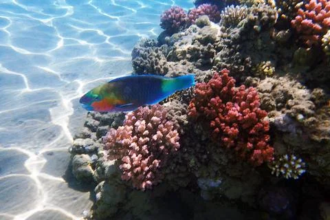 Parrot fish from the egypt 写真素材