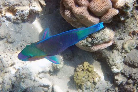 Parrot fish from the egypt 스톡 사진