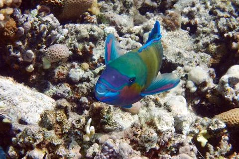 Parrot fish from the egypt 스톡 사진