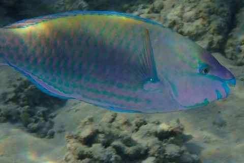 Parrot fish from the egypt Foto stock