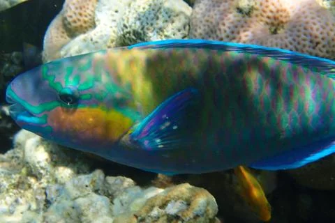 Parrot fish from the egypt 写真素材