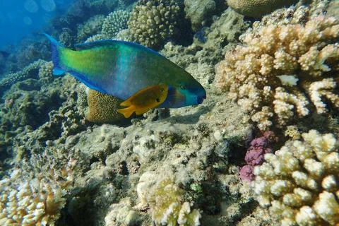 Parrot fish from the egypt 스톡 사진