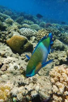 Parrot fish from the egypt 写真素材