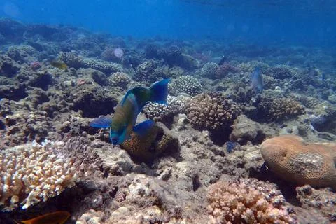 Parrot fish from the egypt Stock-Fotos