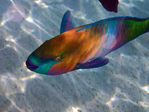 Parrot fish from the egypt 写真素材