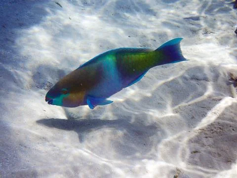 Parrot fish from the egypt Stock-Fotos