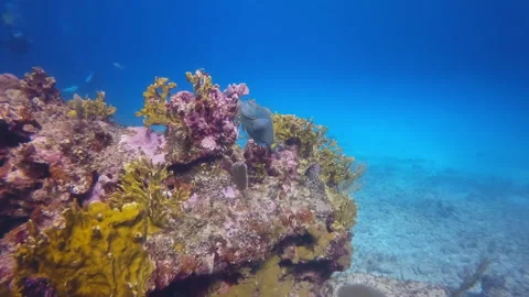 Parrot fish feeding divers background Stock Footage 260479552