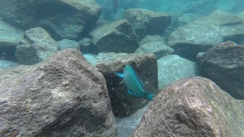 Parrot Fish feeding Stock-Footage 337846787