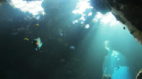 Parrot fish feeding inside the cave with couple of jelly fish in the background 動画素材 22641036
