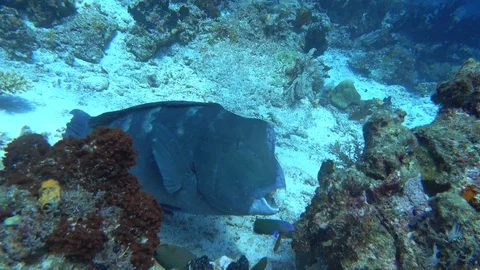 Parrot Fish feeding on reef in Raja Ampat Stock Footage 111012489