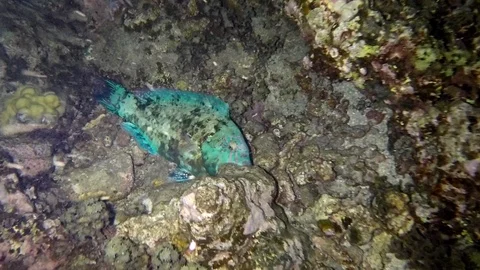Parrot fish filmed while sleeping during night scuba dive in Tahiti, Windward Stock Footage 93678903