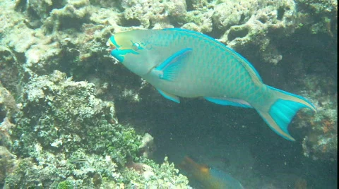 Parrot fish Stock Footage 784971