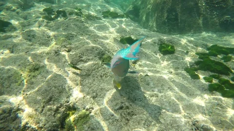 Parrot fish Stock Footage 115562807