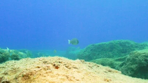 Parrot Fish 스톡 동영상 124011611