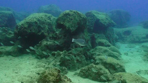 Parrot Fish Stock Footage 124011765