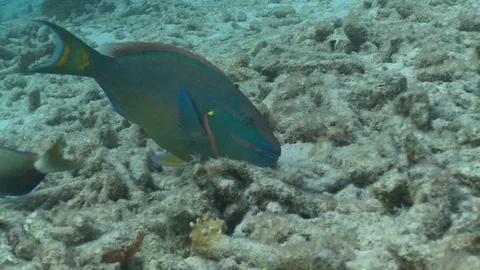 Parrot fish Stock Footage 127917696
