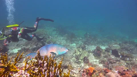Parrot fish. Stock Footage 149909956