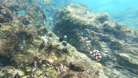 Parrot Fish Full Speed Stock Footage 138132707