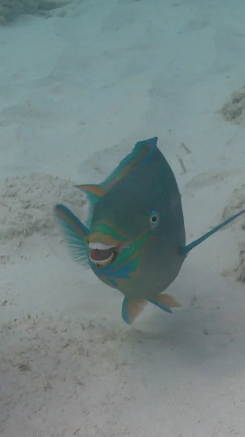Parrot fish funny joke Stock Footage 294611601